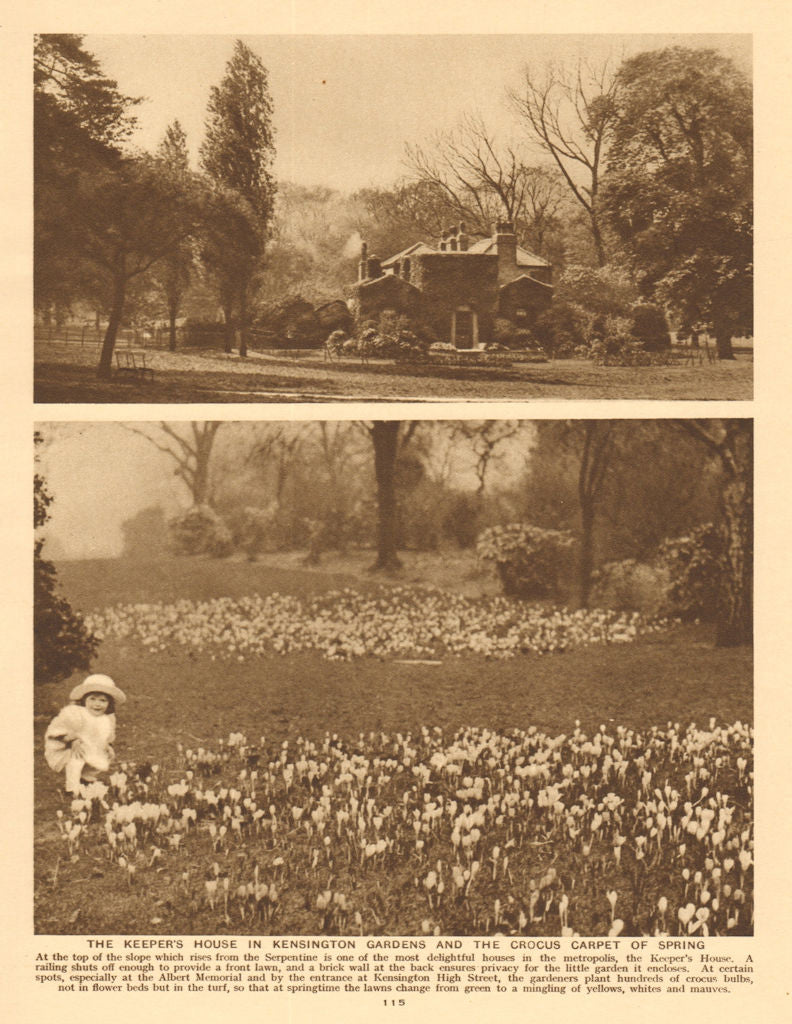 The Keeper's house, Kensington Gardens. Crocus carpet of spring 1926 old print